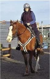  ??  ?? CLOSE CALL: Shasta is recovering from his second bout of laminitis, which occurred many years after his first.