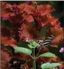  ?? (TNS/Norman Winter) ?? ColorBlaze Wicked Hot coleus serves as a backdrop for pollinator plants like this Luscious Royale Cosmo lantana and visiting Zebra longwing butterfly.