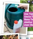  ??  ?? Use Tomorite, Uncle Tom’s Rose Tonic or similar to water over the plant