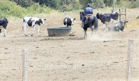  ??  ?? Predios en la cercanías de Valdivia sufren falta total de pastos tras un mes de enero sin lluvias.