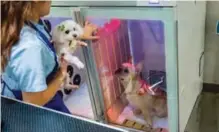  ??  ?? A French bulldog (right) named Bao inside a booth that provides oxygen during a spa treatment session at a pet groomers in Hong Kong.