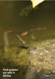  ??  ?? Feral guppies run wild in ditches.