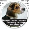  ??  ?? Beagles remain the most commonly tested dog breed