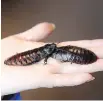  ??  ?? Cockroache­s