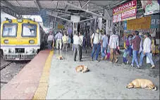  ?? RISHIKESH CHOUDHARY ?? Stray dogs at Kalyan station before they were removed by the municipal officials.