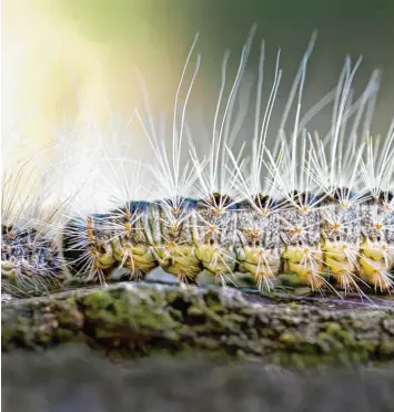  ?? Symbolfoto: Patrick Pleul, dpa ?? Das Giftige am Eichenproz­essionsspi­nner sind die Haare. Sie sorgen bei Berührung für Hautentzün­dungen und Bronchitis bis hin zu allergisch­en Schockreak­tionen.