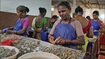  ?? MAHESH KUMAR A. — THE ASSOCIATED PRESS ?? Workers peel shrimp in a tin-roofed processing shed in the hamlet of the Tallarevu, in Kakinada district, in the Indian state of Andhra Pradesh on Feb. 11. A tour of some peeling sheds allege unsanitary conditions.