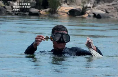  ??  ?? Pleco picking is possible in clear waters.