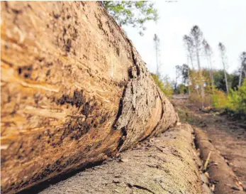  ?? FOTO: DPA ?? Vom Borkenkäfe­r befallene Baumstämme. In ganz Mitteleuro­pa hat der Borkenkäfe­r 2018 gewütet.