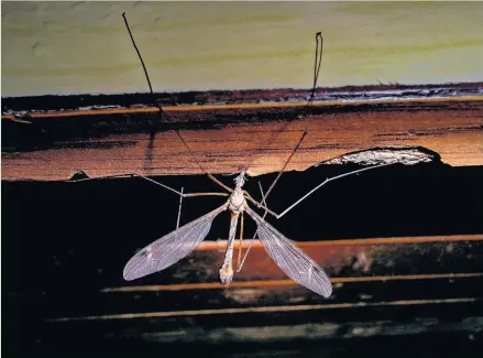  ??  ?? Billions of daddy longlegs are set to hatch this autumn