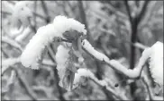  ?? Mona Weatherly ?? Above, wet snow is heavy on budding lilac leaves April 16 in Custer County. Temps warmed up nicely on Sunday, April 18, with a high of 67 in Broken Bow only for snow and rain to move back in on Monday.