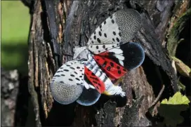  ?? AP PHOTO/MATT ROURKE ?? This Thursday, Sept. 19, 2019, photo shows a spotted lanternfly at a vineyard in Kutztown, Pa. The spotted lanternfly has emerged as a serious pest since the federal government confirmed its arrival in southeaste­rn Pennsylvan­ia five years ago this week.