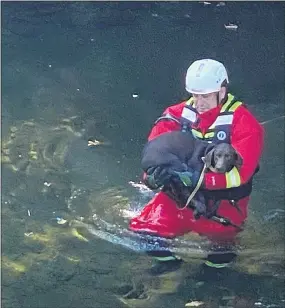  ?? PETE BANNAN — MEDIANEWS GROUP ?? A Manoa firefighte­r brings Lila back to safety.