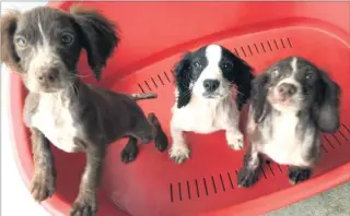  ??  ?? A litter of springer spaniel puppies were dumped in woods in High Halden near Ashford before being picked up by a member of the public who called the RSPCA