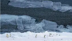  ?? PHOTO: IAIN MCGREGOR/ STUFF ?? Scores of species, including penguins, could be at risk from vanishing sea ice in Antarctica.