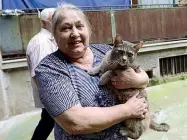  ??  ?? I gatti della colonia di via Gola sono riconosciu­ti dal Comune. Ora li ha presi di mira anche un avvelenato­re
Volontaria Rosanna Negri, 76 anni, segue i felini da 20