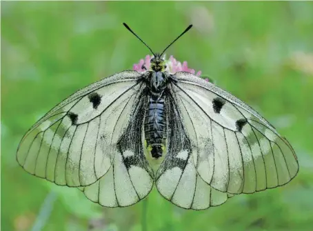  ?? BILD: SN/TLM/PETER BUCHNER ?? Der Schwarze Apollofalt­er ist in der gesamten EU geschützt.