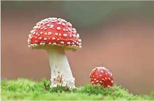  ?? (c) Guy Edwards202­0VISION ?? ●●The Fly Agaric, Amanita muscaria, fungus