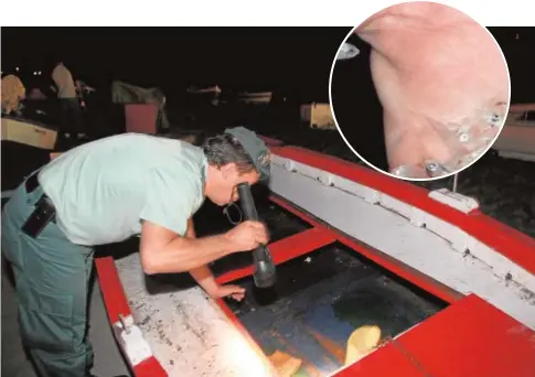  ?? C. HERNÁNDEZ ?? Un agente revisa una embarcació­n dedicada a la pesca furtiva de los «chanquetes» (arriba en el detalle)
