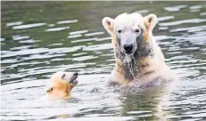  ?? FOTOS: DPA (3), FIRO, AP ?? Das erste Bad fürs Jungtier, auch Eisbärmutt­er Lara will nach den Monaten in der Wurfhöhle schwimmen.