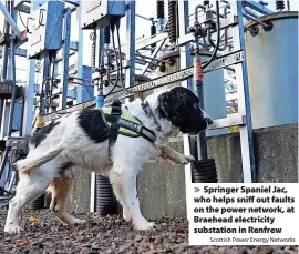  ?? Scottish Power Energy Networks ?? Springer Spaniel Jac, who helps sniff out faults on the power network, at Braehead electricit­y substation in Renfrew