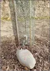  ??  ?? Dans le cadre de la Charte Forestière de Territoire du Pays de la Vallée de l’Agly, les enfants de l’école de Latour-de-France ont planté des arbres dans leur cour de récréation. Un acte symbolique,