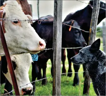  ?? Mixed practice vets have to deal with both farm animals and pets ??