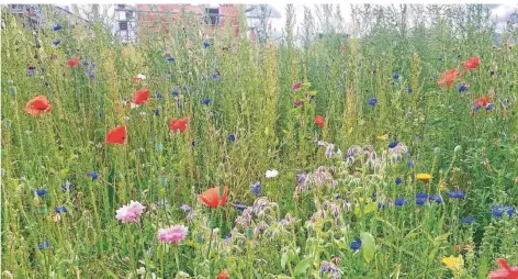  ?? RP-FOTO: LAUE ?? Am Rand des Neubaugebi­ets Ruraue in Hilfarth hat die Stadt Hückelhove­n eine Wildblumen­wiese angelegt. Sie soll auch nächstes Jahr blühen.