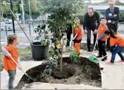  ??  ?? Un citronnier a été planté en présence du représenta­nt de l’inspecteur d’Académie. (Photo I.V.)