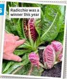  ?? ?? Radicchio was a winner this year