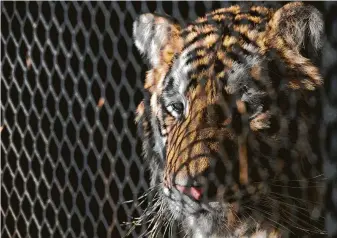  ?? Godofredo A. Vasquez / Staff photograph­er ?? The tiger that was found in a tiny cage in a southeast Houston vacant house spent time at the BARC Animal Shelter and Adoptions building before being moved to a North Texas sanctuary.
