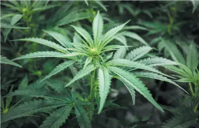  ?? CP FILE PHOTO ?? Marijuana plants are shown at a cultivatio­n facility in Olds, Alta.