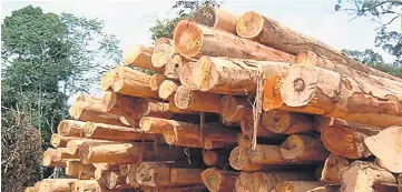  ??  ?? The company has been allowed to raise the timber export quota to 40 per cent (from 20) for Kapit Forest Management Unit which was certified in early 3Q.