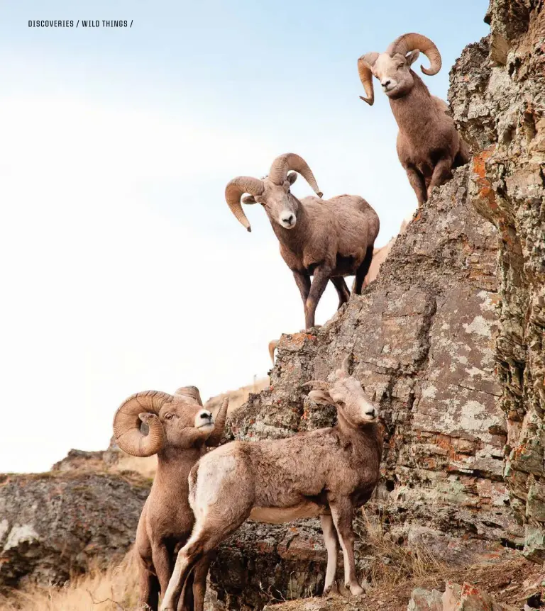  ?? Photos: Tony Bynum ?? During the rut, rams pursue ewes (above) and butt heads (bottom, right). Top: A ram rests on a rock in Montana.