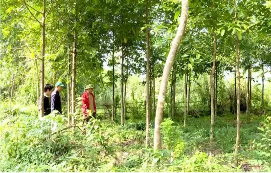  ?? VNA/VNS Photo ?? People walk through a forest in the coastal central province of Quảng Bình.