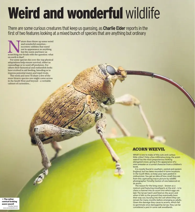  ?? Timothy Sexton www.sextonbeet­le.com ?? > The rather comical looking acorn weevil