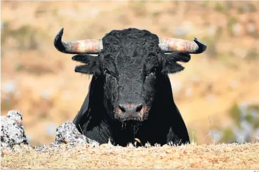  ?? M. G. ?? Ejemplar de toro bravo criado en las dehesas andaluzas.