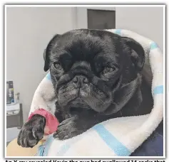  ??  ?? An X-ray revealed Kevin the pug had swallowed 14 rocks that had to be surgically removed. Source: Supplied.