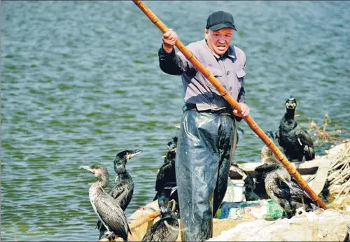  ?? PHOTOS BY JU CHUANJIANG / CHINA DAILY ?? Song Shuzhi poles his fishing boat with his cormorants on Mata Lake, Huantai county in Shandong province.