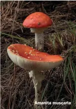  ??  ?? Amanita muscaria