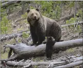  ?? FRANK VAN MANEN — THE U.S. GEOLOGICAL SURVEY VIA AP ?? A grizzly bear and a cub along the Gibbon River in Yellowston­e National Park in Wyoming in 2019.