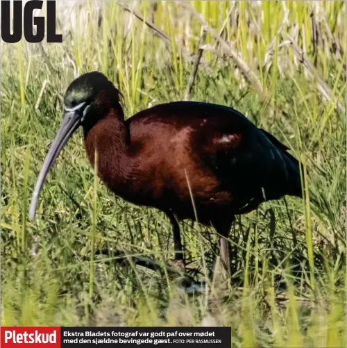  ?? FOTO: PER RASMUSSEN ?? Ekstra Bladets fotograf var godt paf over mødet med den sjældne bevingede gæst.