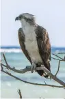  ??  ?? TOP Wheatears migrate by night, relying on their fat stores for the journey across the Mediterran­ean ABOVE When spending the winter in West Africa, osprey hunt for fish in Atlantic coastal waters
