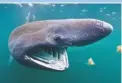  ??  ?? ABOVE: The new MPAS aim to protect species such as basking sharks