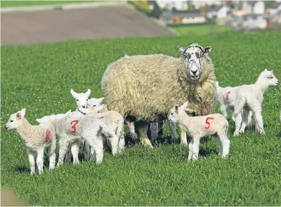  ?? Picture: Dougie Nicolson.. ?? Hill Tarvit Mains, near Cupar. As lambing season gets under way across Scotland, dog walkers have been urged to act responsibl­y.