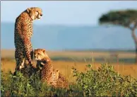  ?? RADU SIGHETI / REUTERS ?? A cheetah and her cubs in the Masai Mara game reserve in Kenya. A new study says the big cat should now be considered “endangered”.