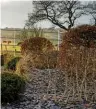  ??  ?? Left to right: Overwinter­ing plants will soon have to be moved out of the greenhouse; soft acid-green tassels of Amaranthus caudatus ‘Viridis’; the hornbeam hedge is due for a trim.