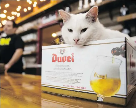  ?? — PHOTOS: THE ASSOCIATED PRESS ?? Gary on the retail floor at his new home at the Bella Vista Beer Distributo­rs in Philadelph­ia. Below, store owner Jordan Fetfatzes gives her a belly rub.