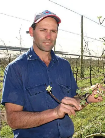  ?? PHOTO: FILE ?? TOP HONOUR: Third-generation Pozieres apple farmer Daniel Nicoletti has won the high honour of Syngenta's Growth Award for Productivi­ty – Grower.