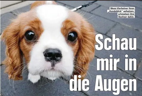  ??  ?? Wenn Vierbeiner ihren Hundeblick“aufsetzen schmelzen ihre Besitzer dahin.